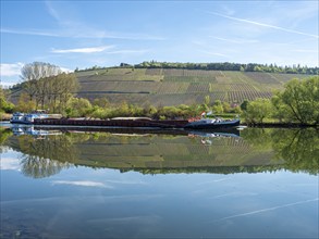 Vineyards are reflected in the water of the Main river, east of Würzburg near Randersacker,