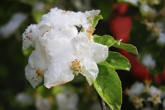 Apple blossoms on a tree in an orchard in the Eastern Ore Mountains. A cold snap led to late