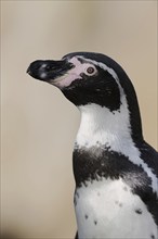 Humboldt penguin (Spheniscus humboldti), captive, occurring in South America