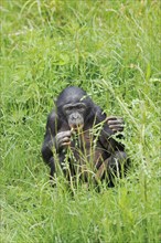 Bonobo or bonobo (Pan paniscus), juvenile, captive, occurring in the Congo