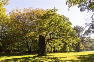 Gotha Castle Park, Gotha, Thuringia, Germany, Europe