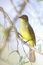 Yellow-bellied greenbul (Chlorocichla flaviventris), Mkuze Game Reserve, Mkuze, KwaZulu-Natal,