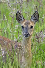 European roe deer (Capreolus capreolus) juvenile foraging in grassland, meadow in spring