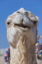 Dromedary (Camelus dromedarius), Arabian camel in head portrait, head, animal, farm animal, detail,