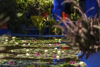 Garden pond in the Majorelle Garden, botany, water lily, water, pond, flora, plant, botany, flower,