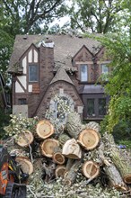 Detroit, Michigan, A storm with 70mph wind gusts blew down a 15-ton, 110-foot cottonwood, damaging