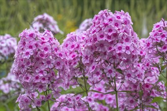 Phlox paniculata (summer phlox), North Rhine-Westphalia, Germany, Europe