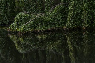 Reflection, texture, green beech (Fagus sylvatica), river, park, tree, idyllic, nature, light mood,