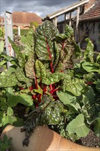 Mangold in the monastery garden of Jerichow Monastery, considered the oldest brick building in