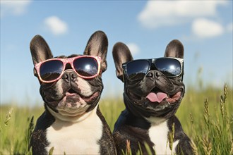 Pair of funny French Bulldog dogs wearing sunglasses in summer in front of meadow and blue sky on