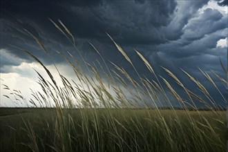 Field of Wild Grasses Under a stormy Sky, AI generated