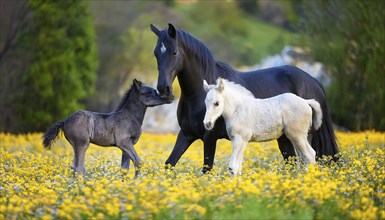 A black stallion and two foals, studio, AI generated