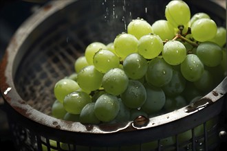 Grape cluster mid crush in a traditional wine press with dynamic flow of juice, AI generated