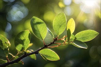 Freshly sprouted leaves on a tree branch, with sunlight streaming through, highlighting the vibrant