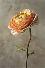 Single Ranunculus flower on studio background. KI generiert, generiert, AI generated