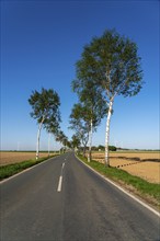 Birch avenue, country road, near the village of Katzem, Heinsberg district, wind farm, North