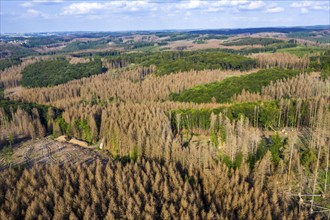 Forest dieback in the Arnsberg Forest nature park Park, over 70 per cent of the spruce trees are