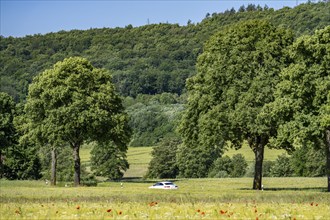 Country road between Warstein and Hirschberg in Sauerland, partly tree-lined, avenue-like, North