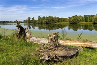 Bislicher Insel nature reserve, near Xanten on the Lower Rhine, floodplain landscape, old Rhine