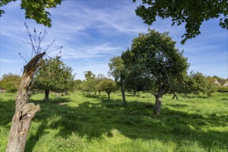 Orchard meadow in Xanten-Wardt, Lower Rhine, North Rhine-Westphalia, Germany, Europe