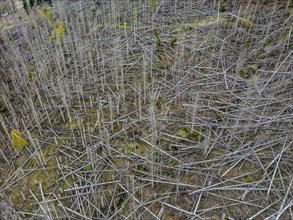 Dead spruce trees, broken by wind, lying wildly in disarray, forest dieback in the Arnsberg Forest