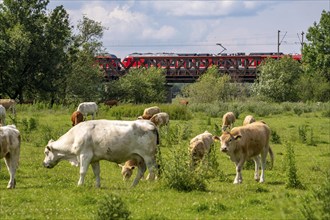 Herd of cattle, dairy cows, grazing in the Styrumer Ruhrauen, behind railway bridge over the