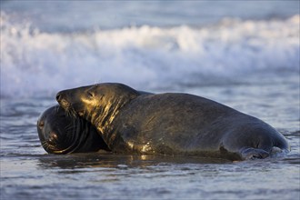 Grey seal (Halichoerus grypus), Island of Heligoland, Heligoland, Island of Heligoland,