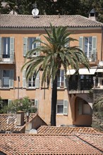 A palm tree grows between houses, Bormes-Les-Mimosas, Provence-Alpes-Côte d'Azur, France, Europe