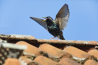 Common Starling (Sturnus vulgaris) adult male, in breeding plumage, singing and displaying on roof