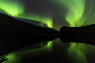 Northern Lights (Aurora borealis) reflected in a lake, Rago National Park, Nordland, Norway,