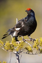 Black grouse (Tetrao tetrix) male, pheasant-like, Sweden, Scandinavia, Europe