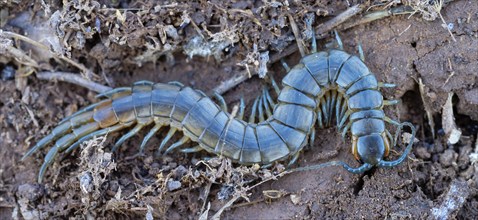 Scolopender, giant centipede, Scolopendromorpha, (Chilopoda), El Millaron, Salorino, Extremadura