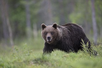 Brown bear (Ursus arctos) in the Finnish taiga, Kuusamo, Finland, Europe