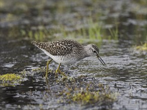 Wood Sandpiper (Tringa glareola), adult, foraging in a stream, May, Finnmark, Norway, Europe