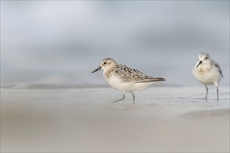 Sanderling (Calidris alba) feeding on a beach. Camaret sur mer, Crozon, Finistere, Brittany,