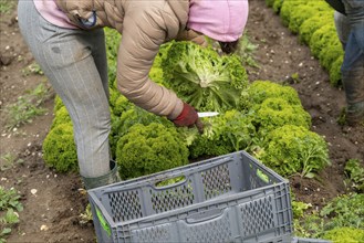 Harvesting Lollo Bianco lettuce, harvest workers cut off the lettuce heads, clean them and put them