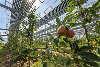 Agri-photovoltaic test plant, an apple tree plantation with two different systems of PV modules was