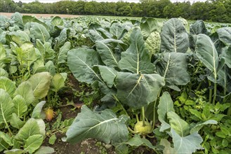 Field with kohlrabi plants, kohlrabi tubers, North Rhine-Westphalia, Germany, Europe