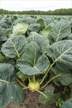 Field with kohlrabi plants, kohlrabi tubers, North Rhine-Westphalia, Germany, Europe