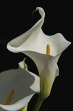 Arum or white calla (Zantedeschia aethiopica) in bloom in spring. Bas Rhin, Alsace, France, Europe