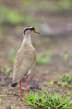 Crowned Lapwing, (Vanellus coronatu), Wakkerstrom surroundings, Wakkerstrom, Mpumalanga, South