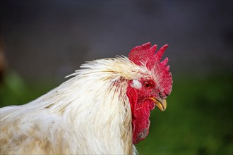 Close-up of a white cockerel with a red comb