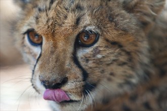 A 6-month-old cheetah (Acinonyx jubatus), young animal, predator, big cat, facial expression, head,