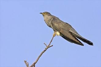 Cuckoo on perch, (Cuculus canorus), Worms district, Rhineland-Palatinate, Federal Republic of