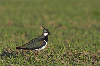 Lapwing, (Vanellus vanellus), Worms district, Worms, Rhineland-Palatinate, Federal Republic of