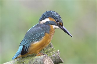 Kingfisher on perch, (Alcedo atthis)