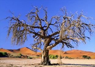 Camel thorn tree, Namibia, Sossusvlei, Sossusvlei, Namibia, Africa