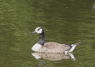 Canada goose (Branta canadensis), with leucism, in a pond, North Rhine-Westphalia, Germany, Europe