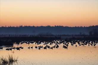 White-fronted goose (Anser albifrons), geese at roost, shortly in front of departure, in front of