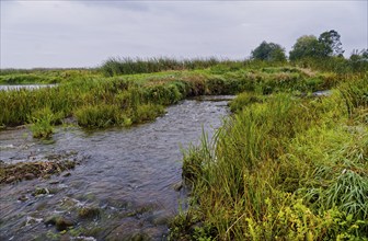 The riverbed of the Narew in the Narew National Park, Narwianski Park Narodowy, in the north-east